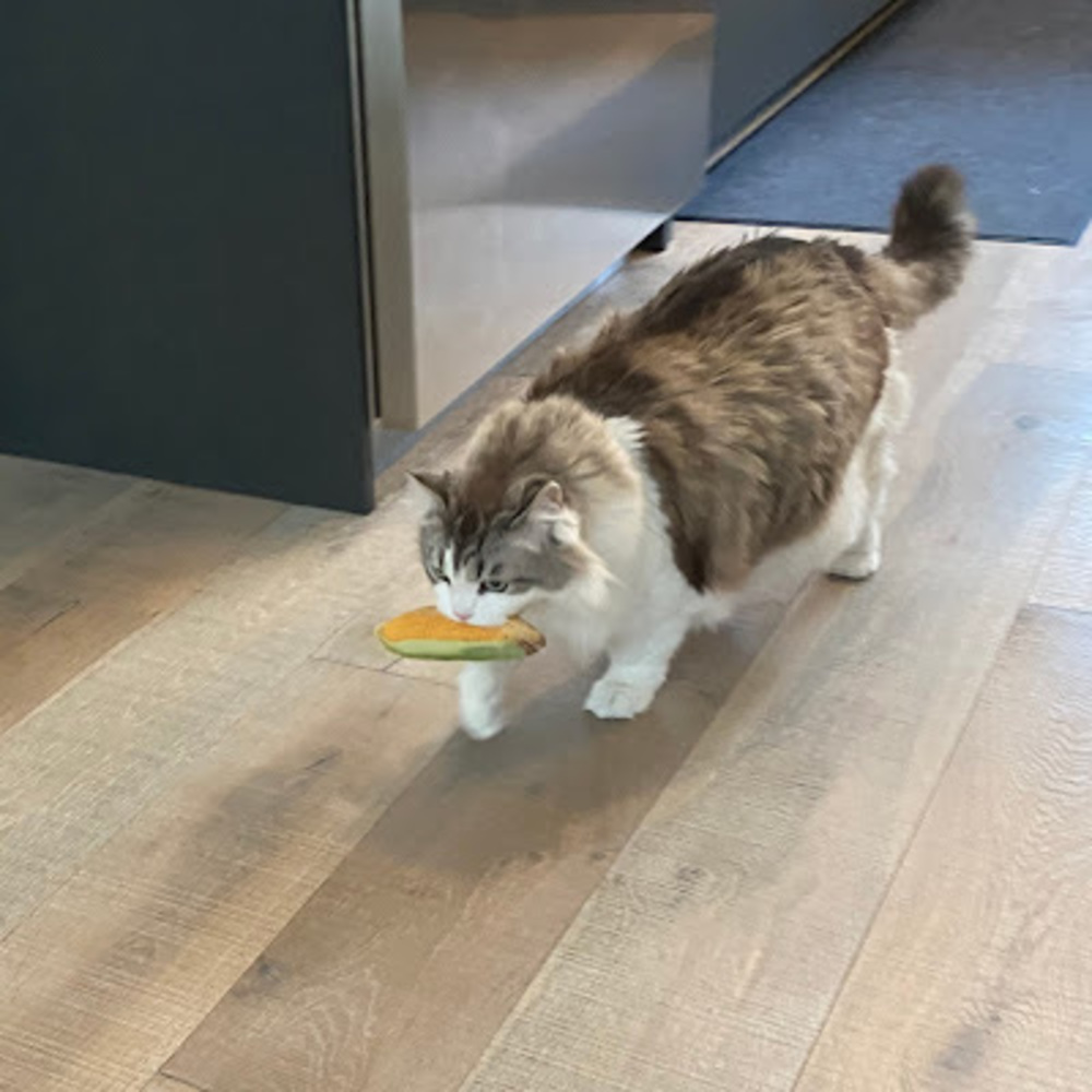 Meet your Posher, Fiamma